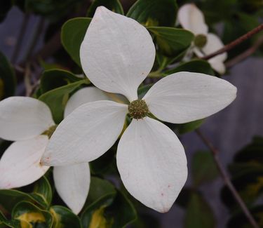 Kousa+dogwood+leaves