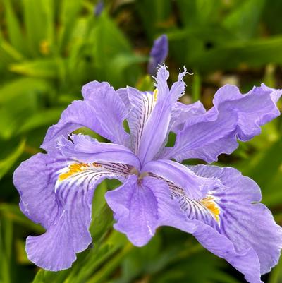Iris x ampliflora Ming Treasure