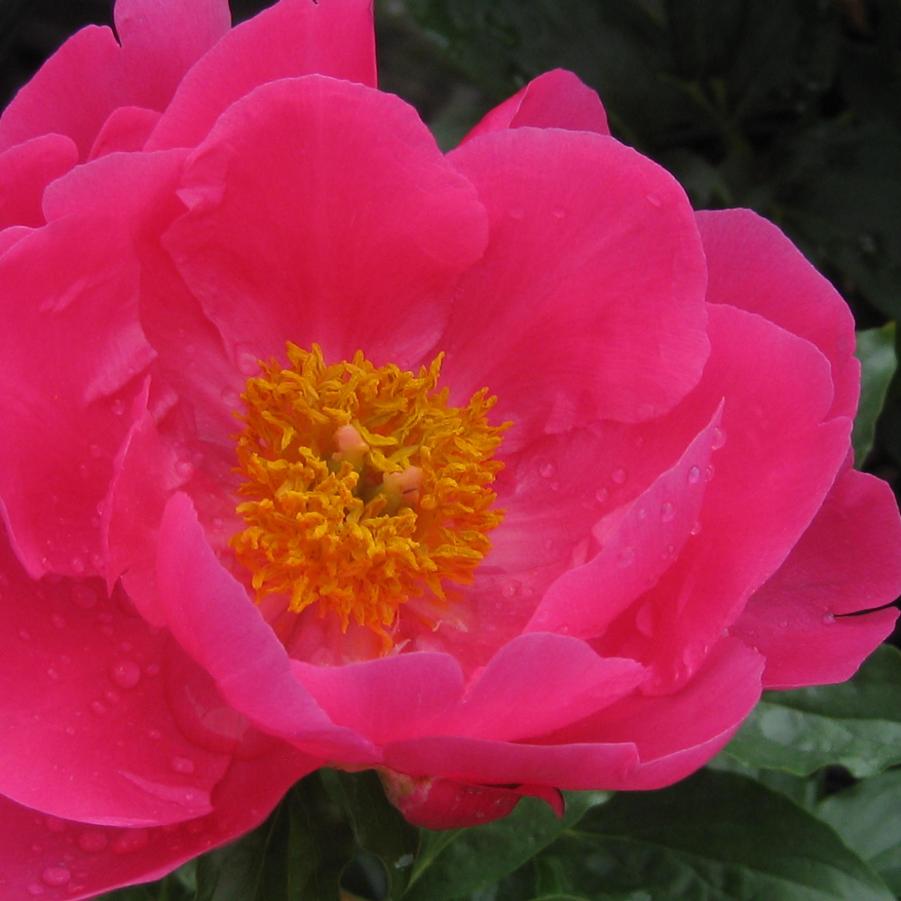 Paeonia 'Paula Fay'