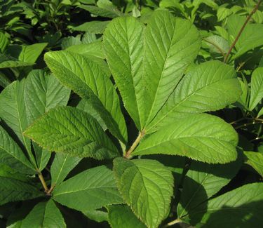 Rodgersia pinnata 'Fireworks' 