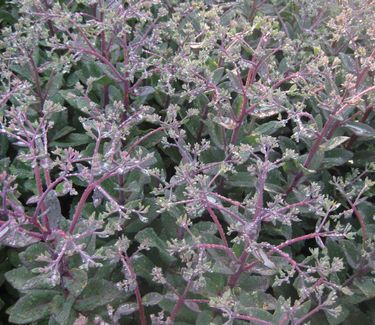 Sedum x 'Matrona' - Showy Stonecrop 