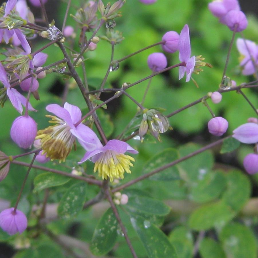 Thalictrum rochebrunianum - Meadow Rue from Pleasant Run Nursery