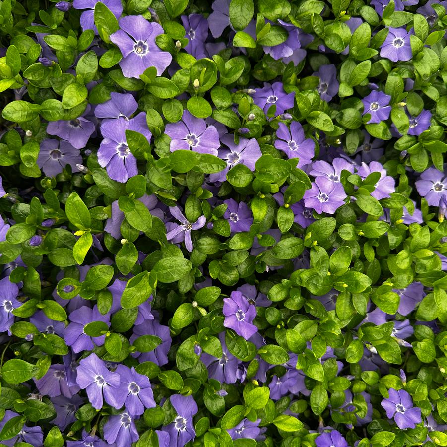 Vinca minor Bowles Variety - Periwinkle