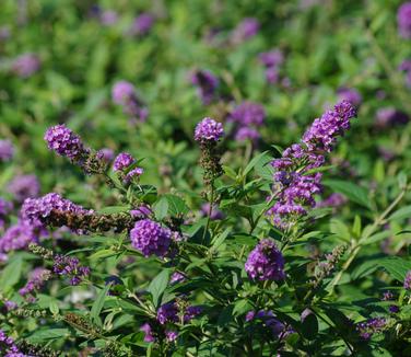 Buddleia x Lo & Behold® 'Blue Chip' - Butterfly Bush