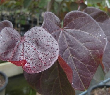 Cercis canadensis Merlot