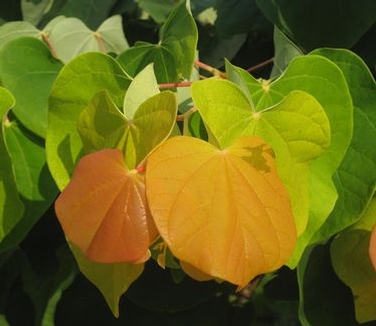 Cercis canadensis The Rising Sun&trade;