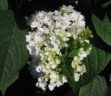 Hydrangea macrophylla Endless Summer® Blushing Bride&reg;