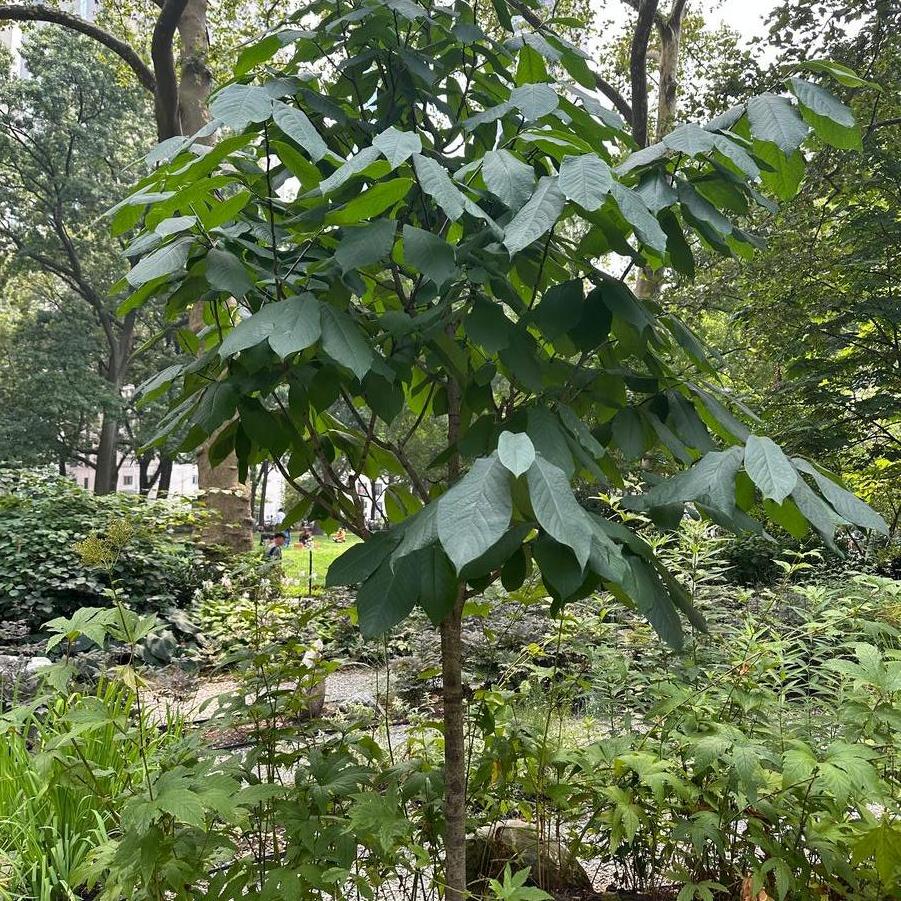 Asimina triloba 