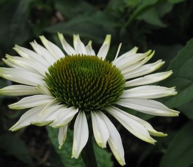 Echinacea x PRAIRIE PILLARS™ Fragrant Angel
