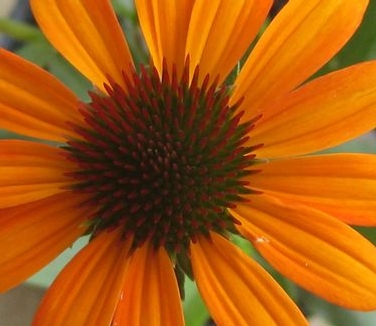 Echinacea x PRAIRIE PILLARS™ Tiki Torch