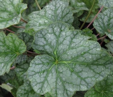 Heuchera americana Dale's Strain