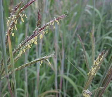 Andropogon gerardii 