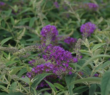 Buddleia x Lo & Behold® 'Purple Haze'