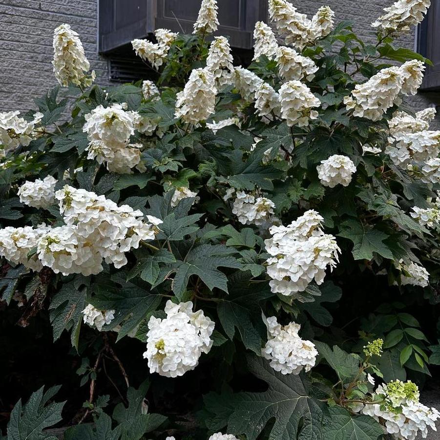 Hydrangea quercifolia Ruby Slippers