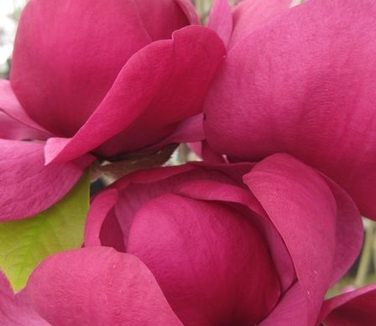 Magnolia x Black Tulip&trade;