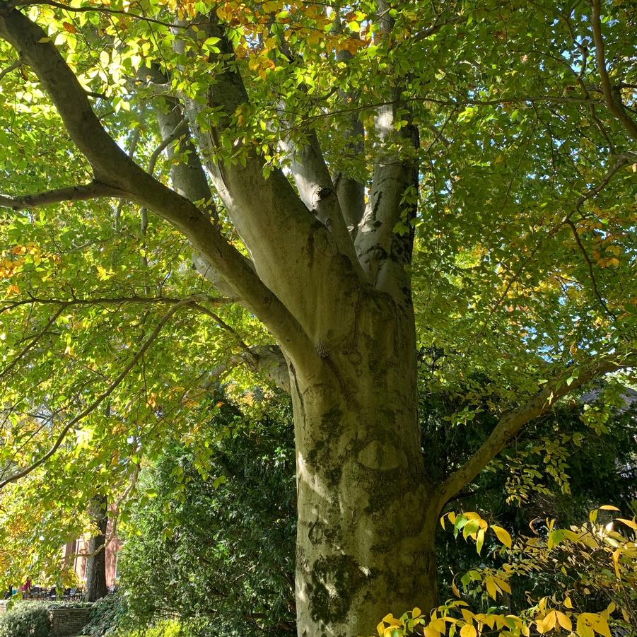 Fagus grandifolia - American Beech from Pleasant Run Nursery