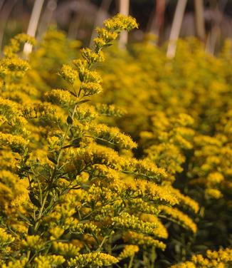 Solidago shortii Solar Cascade - Short's Goldenrod 