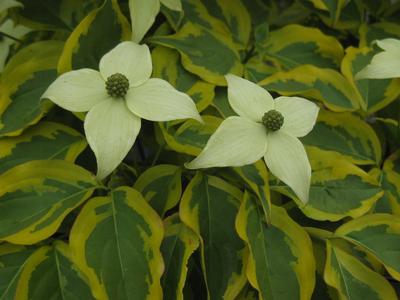 Cornus kousa Summer Gold - Kousa Dogwood 