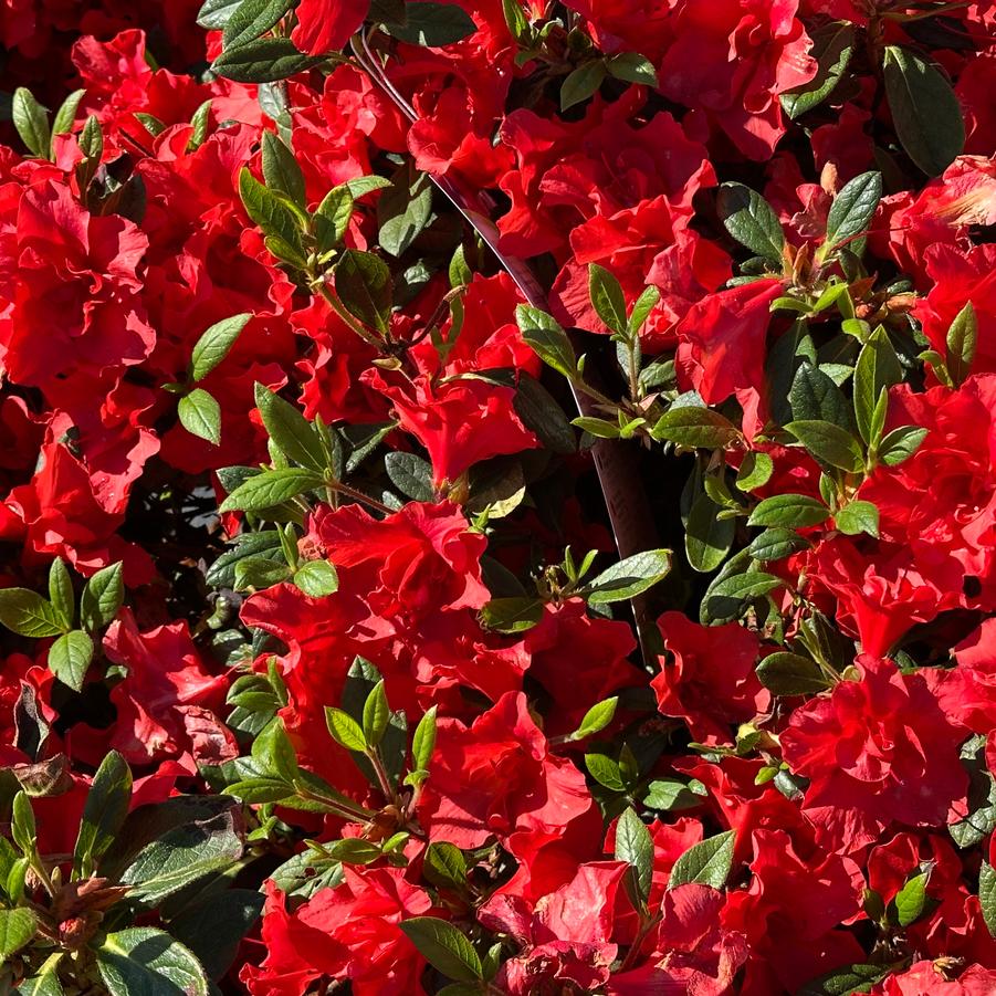 Rhododendron Encore Autumn Embers