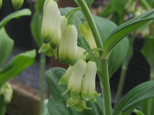 Polygonatum biflorum var. commutatum