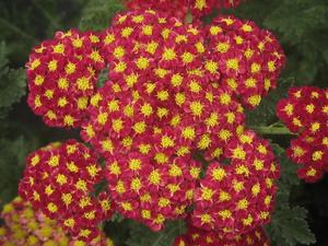 Achillea millefolium 'Strawberry Seduction' - Yarrow