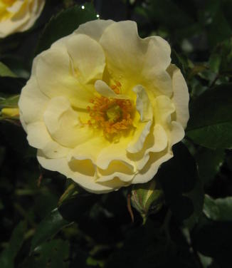 Rosa Popcorn Drift®