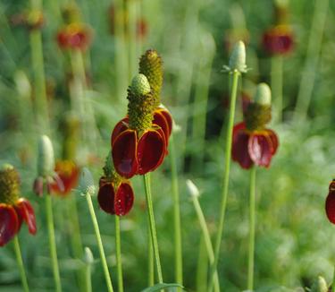 Ratibida columnifera Red Midget - Mexican Hat Plant 