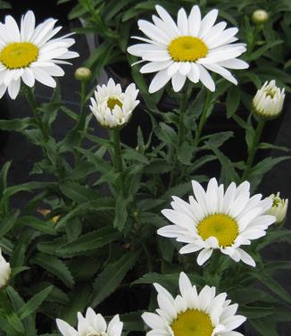 Leucanthemum x superbum Snowcap