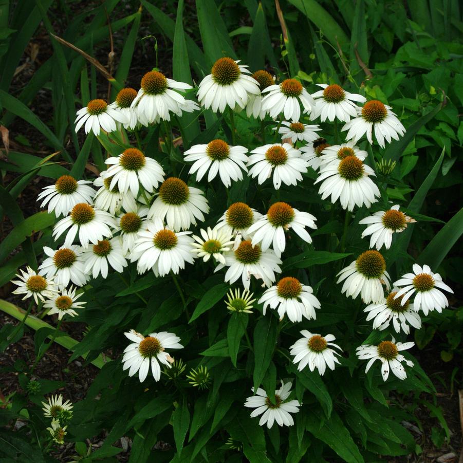 Echinacea purpurea 'PowWow White' - Purple Coneflower