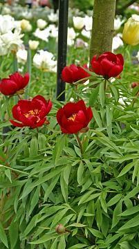 Paeonia 'Early Scout' - Photo Courtesy of DeVroomen