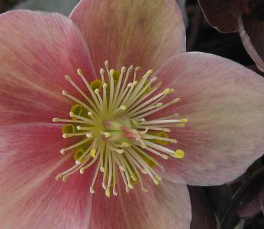 Helleborus x ericsmithii Pink Frost