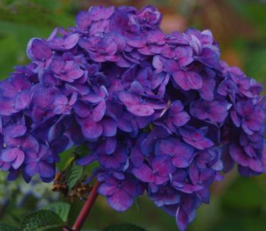 Hydrangea macrophylla Endless Summer® BloomStruck®