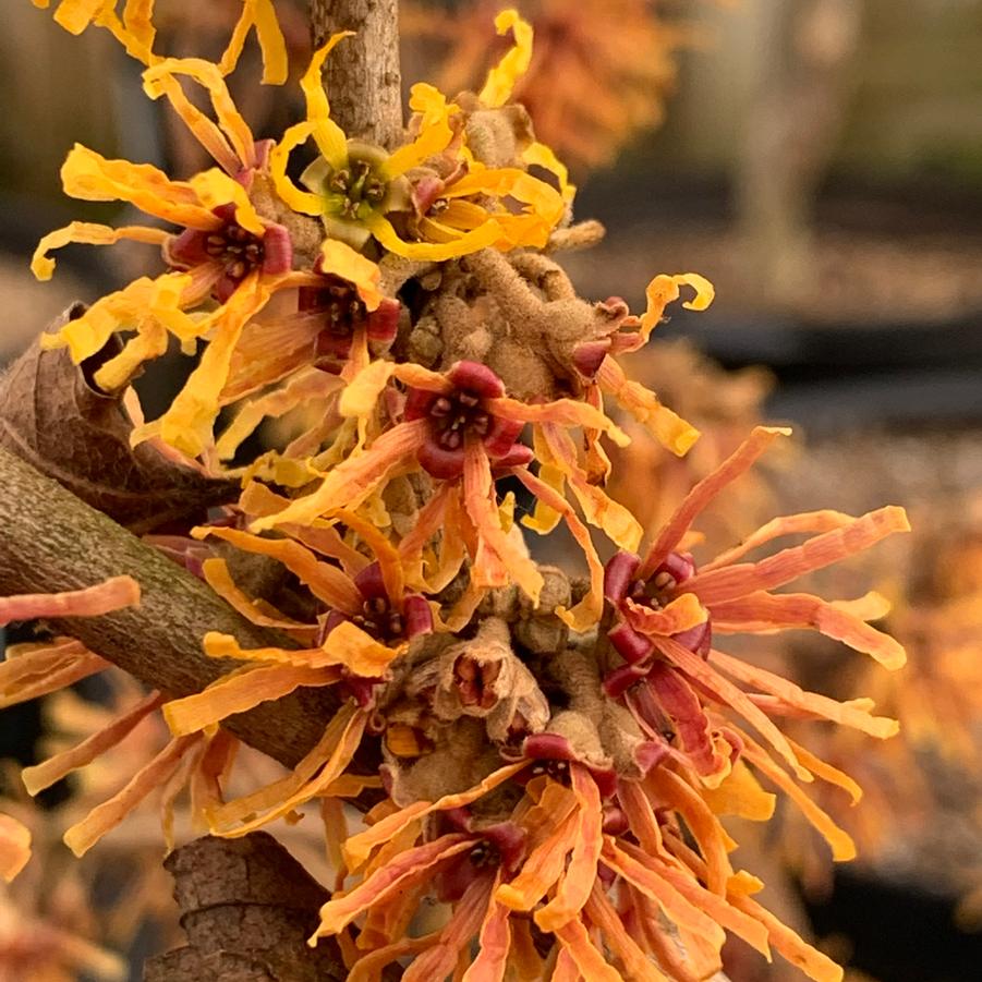 Hamamelis vernalis Orange Sunrise™ - Vernal Witchhazel from Pleasant Run Nursery
