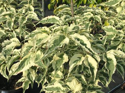 Cornus kousa Summer Fun 