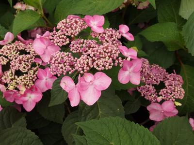 Hydrangea macrophylla Endless Summer® Twist 'n' Shout® - Bigleaf Hydrangea from Pleasant Run Nursery