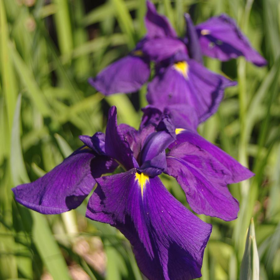Iris ensata 'Loyalty' - Japanese Iris from Pleasant Run Nursery