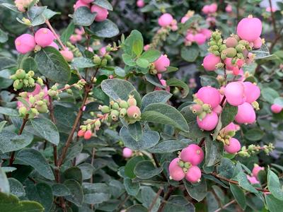 Symphoricarpos x Proud Berry® Pink