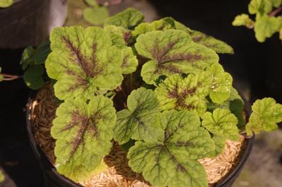 Tiarella x Appalachian Trail