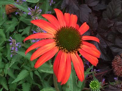 Echinacea x PRAIRIE STARS™ 'Tomato Soup'