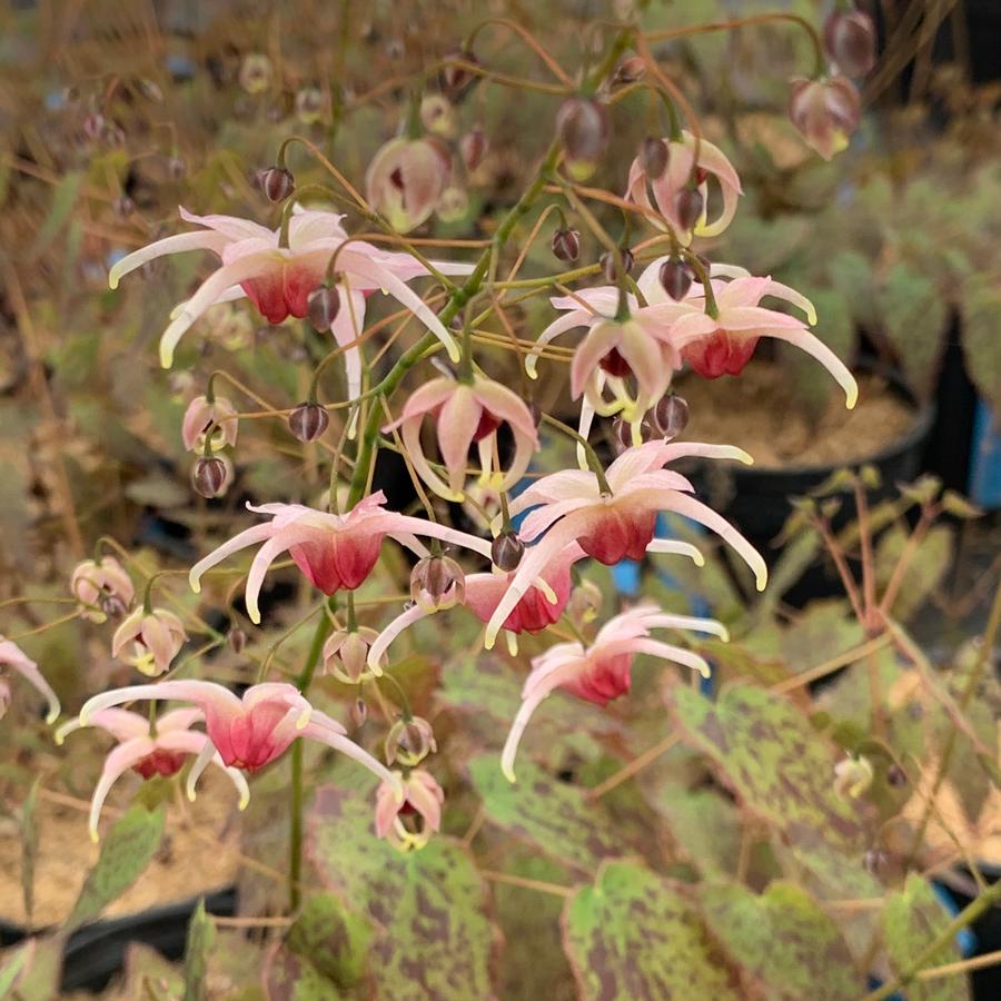Epimedium x 'Pink Champagne' - Barrenwort from Pleasant Run Nursery
