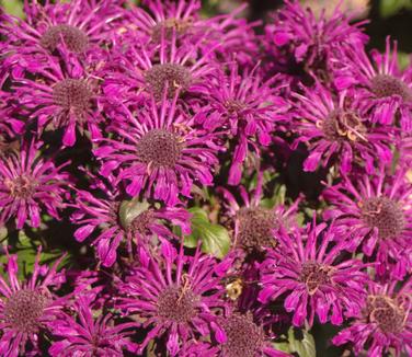Monarda x Sugar Buzz 'Rockin' Raspberry'