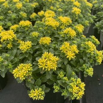 Sedum x 'Little Miss Sunshine' - Stonecrop from Pleasant Run Nursery