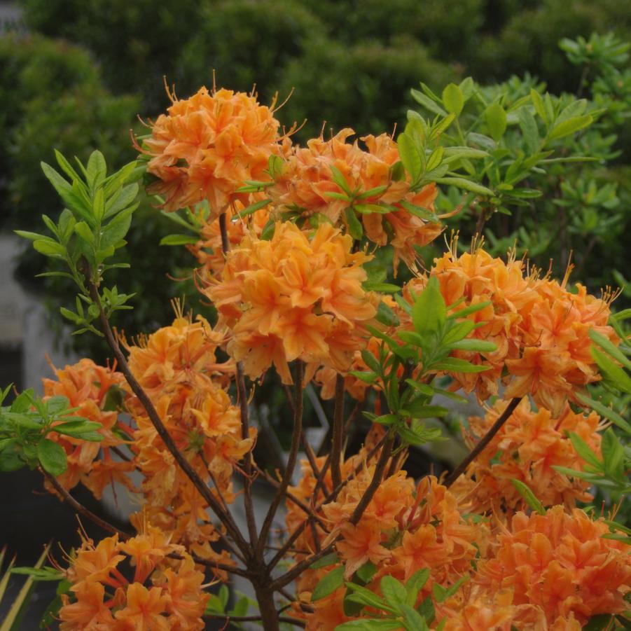 Rhododendron x calendulaceum 'Tangerine Delight' - Flame Azalea from Pleasant Run Nursery