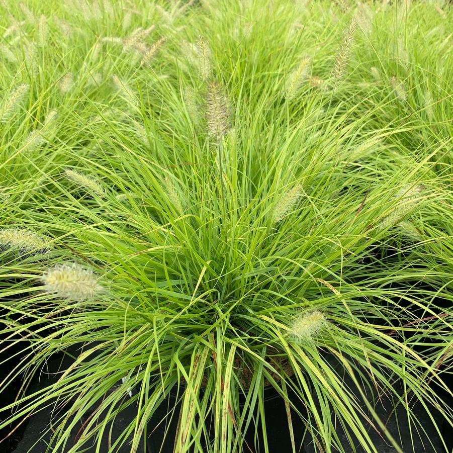 Pennisetum alopecuroides Lumen Gold™ - Fountain Grass from Pleasant Run Nursery