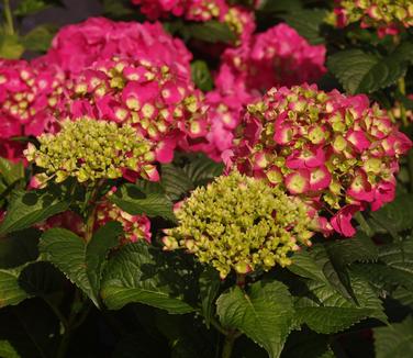 Hydrangea macrophylla Endless Summer® Summer Crush®