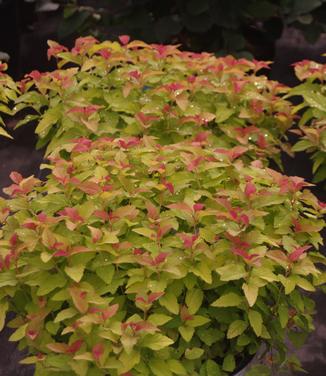 Spiraea japonica Double Play® Candy Corn®