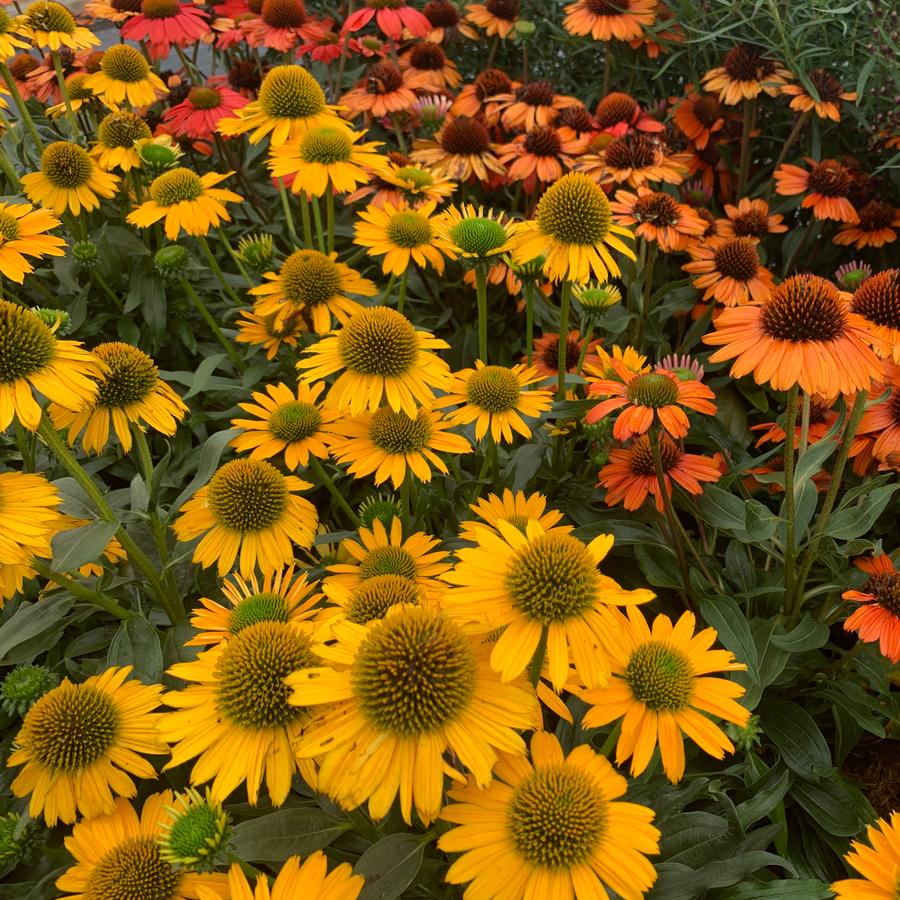 Echinacea purpurea Kismet® 'Yellow' - Coneflower from Pleasant Run Nursery