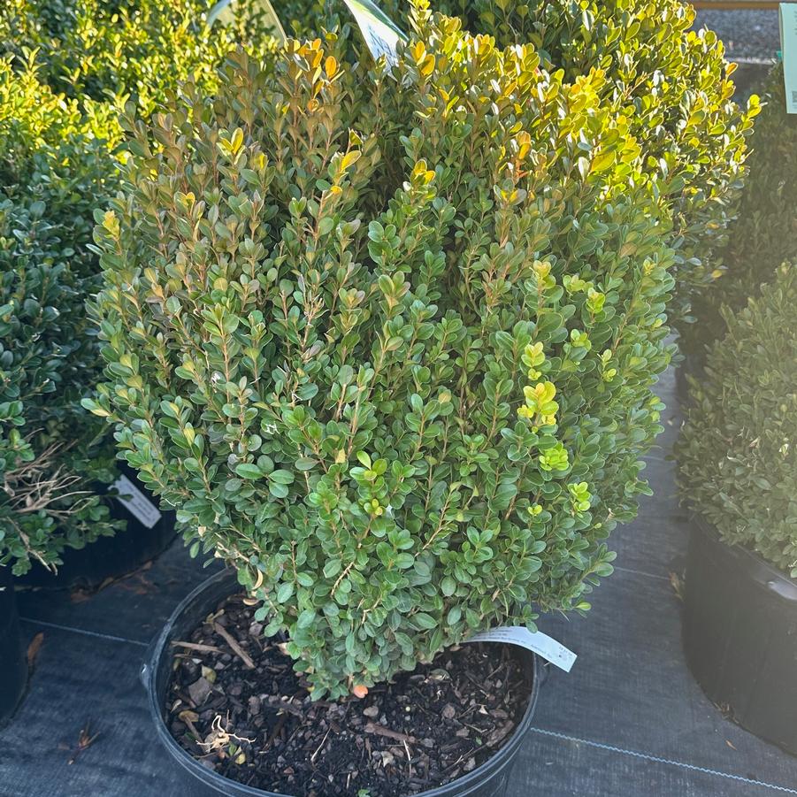 Buxus NewGen™ Freedom® - Boxwood from Pleasant Run Nursery