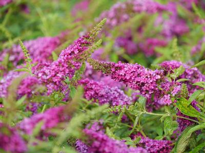 Buddleia x Lo & Behold® Ruby Chip® (Photo Proven Winners)