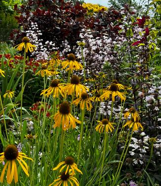 Echinacea paradoxa - Yellow Coneflower from Pleasant Run Nursery